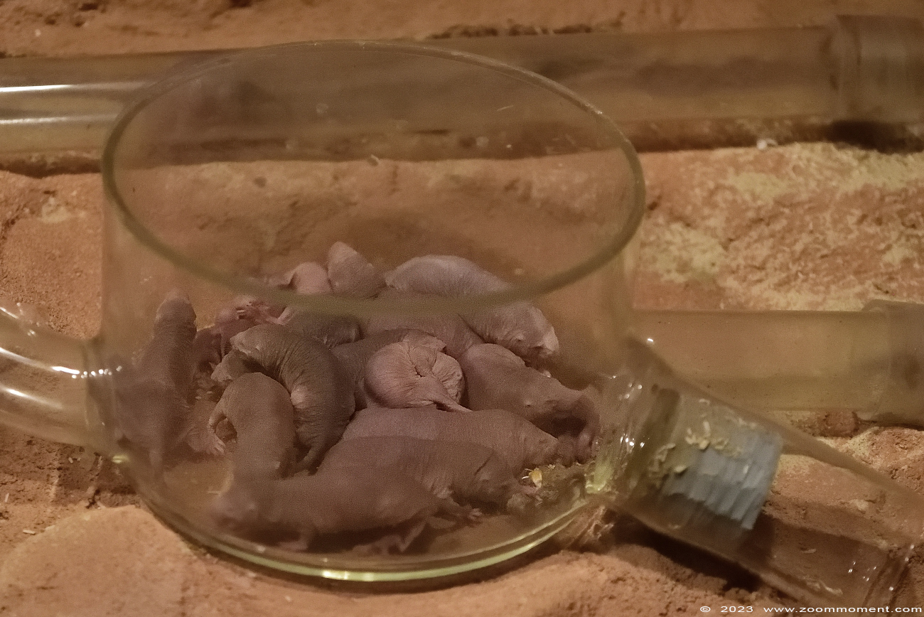 naakte molrat ( Heterocephalus glaber )  naked mole-rat
Trefwoorden: Wildlands Emmen Nederland naakte molrat Heterocephalus glaber naked mole-rat