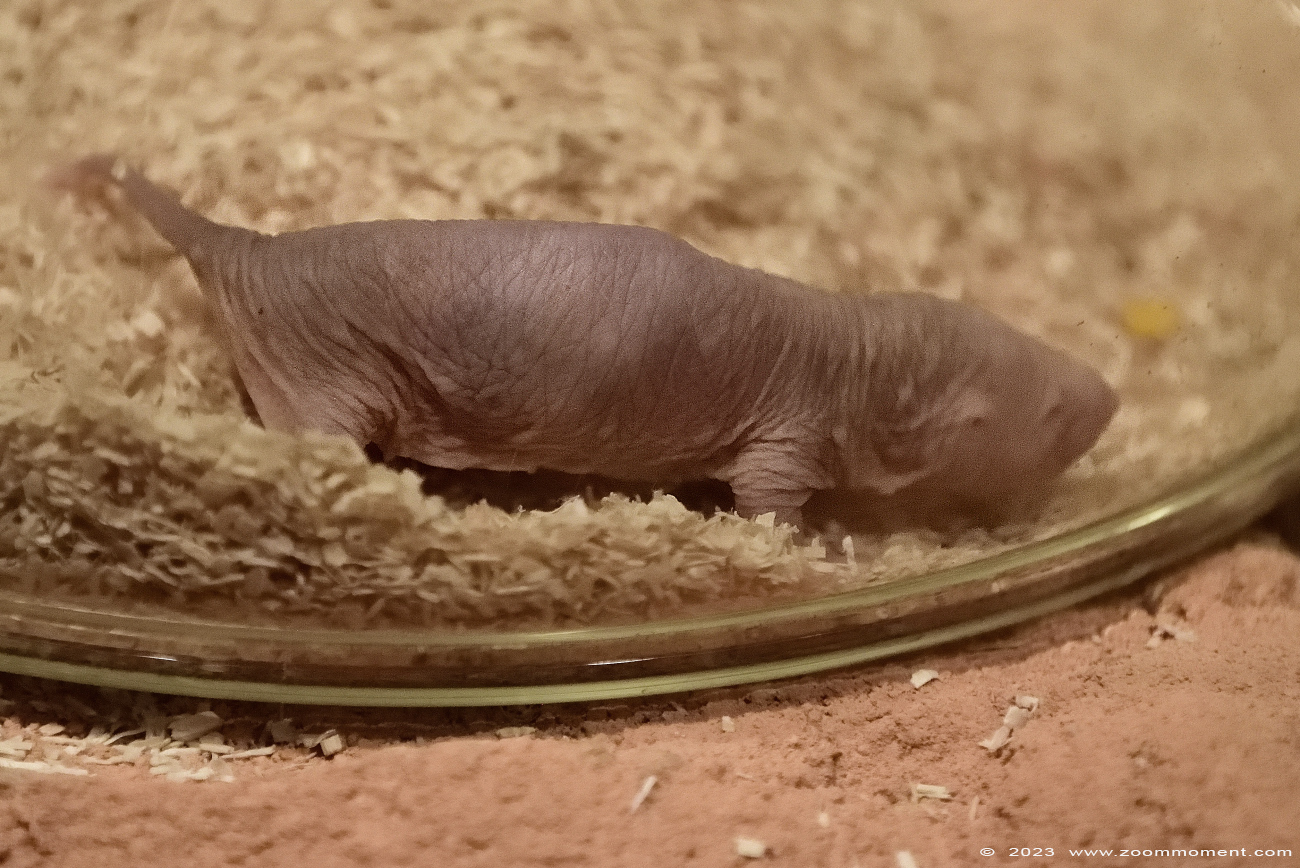 naakte molrat ( Heterocephalus glaber )  naked mole-rat
Trefwoorden: Wildlands Emmen Nederland naakte molrat Heterocephalus glaber naked mole-rat