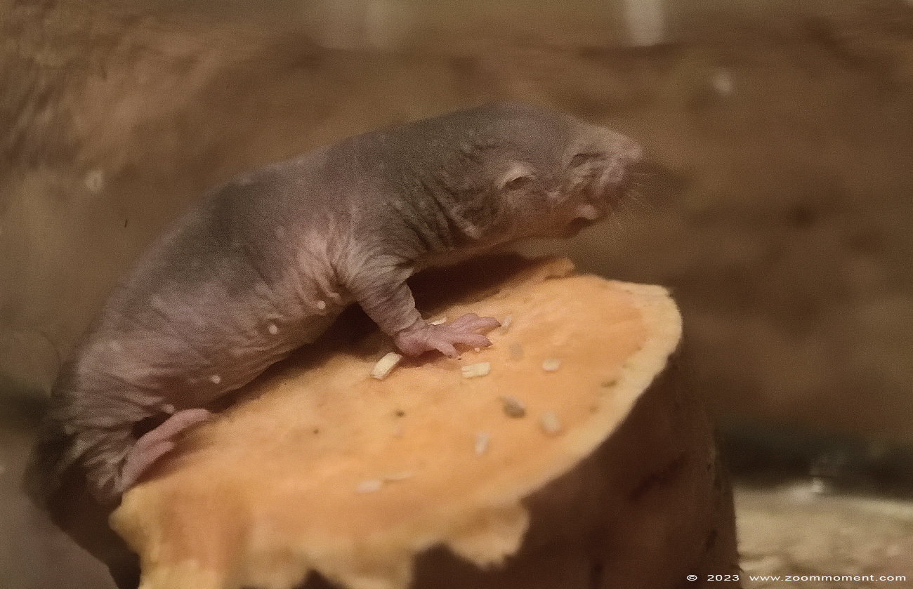 naakte molrat ( Heterocephalus glaber )  naked mole-rat
Keywords: Wildlands Emmen Nederland naakte molrat Heterocephalus glaber naked mole-rat
