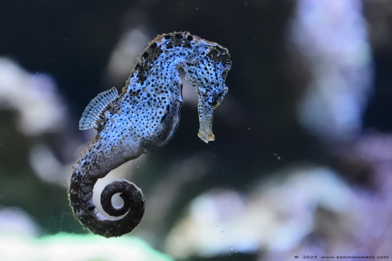 Braziliaans zeepaardje ( Hippocampus reidi ) slender seahorse
Trefwoorden: Wildlands Emmen Nederland Braziliaans zeepaardje Hippocampus reidi slender seahorse