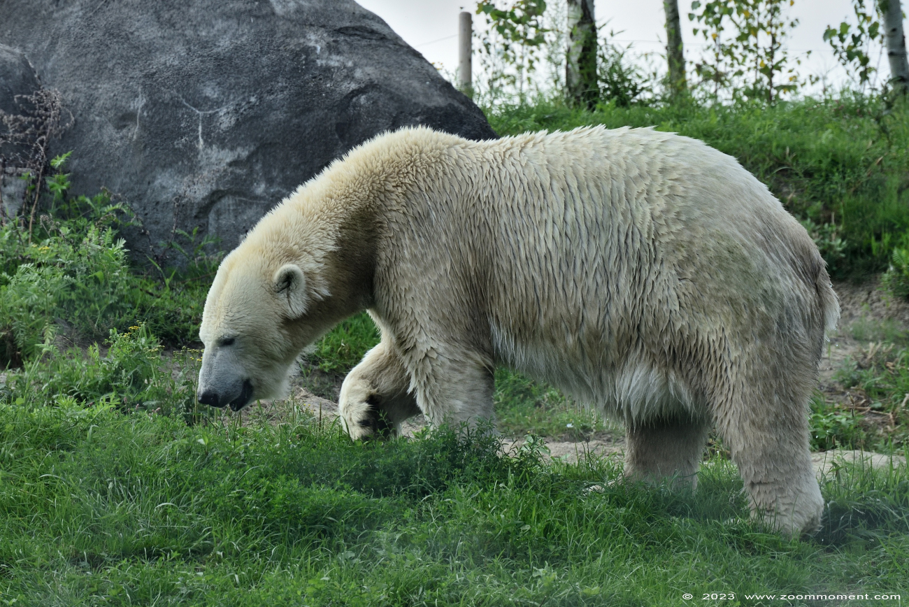 ijsbeer ( Ursus maritimus ) polar bear
Keywords: Wildlands Emmen Nederland ijsbeer Ursus maritimus polar bear