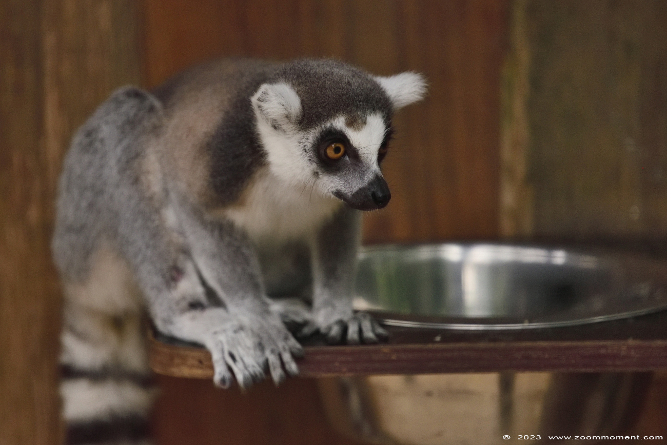 katta of ringstaartmaki ( Lemur catta ) ring tailed lemur
Trefwoorden: Wonderwereld Ter Apel Nederland katta ringstaartmaki Lemur catta ring tailed lemur