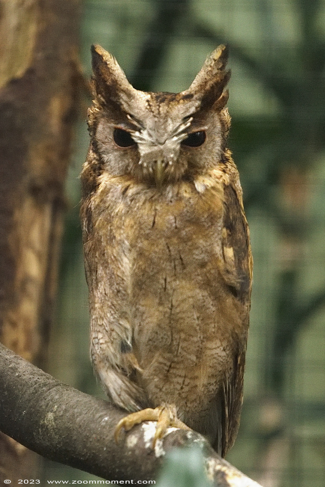 Indische dwergooruil ( Otus bakkamoena ) Indian scops owl
Trefwoorden: Wonderwereld Ter Apel Nederland Indische dwergooruil Otus bakkamoena Indian scops owl