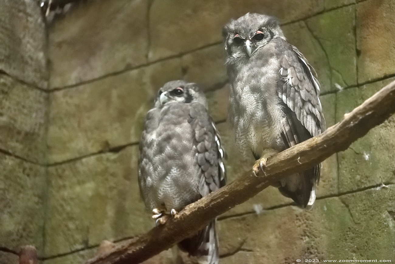 melkwitte ooruil of Verraux oehoe ( Bubo lacteus ) Verreaux eagle owl
Trefwoorden: Wonderwereld Ter Apel Nederland melkwitte ooruil Verraux oehoe Bubo lacteus Verreaux eagle owl