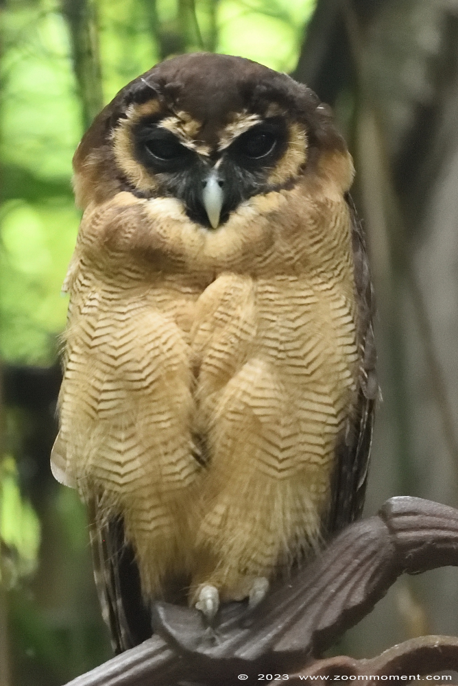 bruine bosuil ( Strix leptogrammica ) brown wood owl
Trefwoorden: Wonderwereld Ter Apel Nederland bruine bosuil Strix leptogrammica brown wood owl