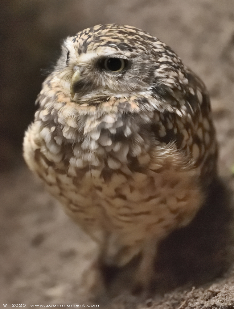 konijnuiltje ( Athene cunicularia ) burrowing owl
Trefwoorden: Wonderwereld Ter Apel Nederland konijnuiltje Athene cunicularia burrowing owl
