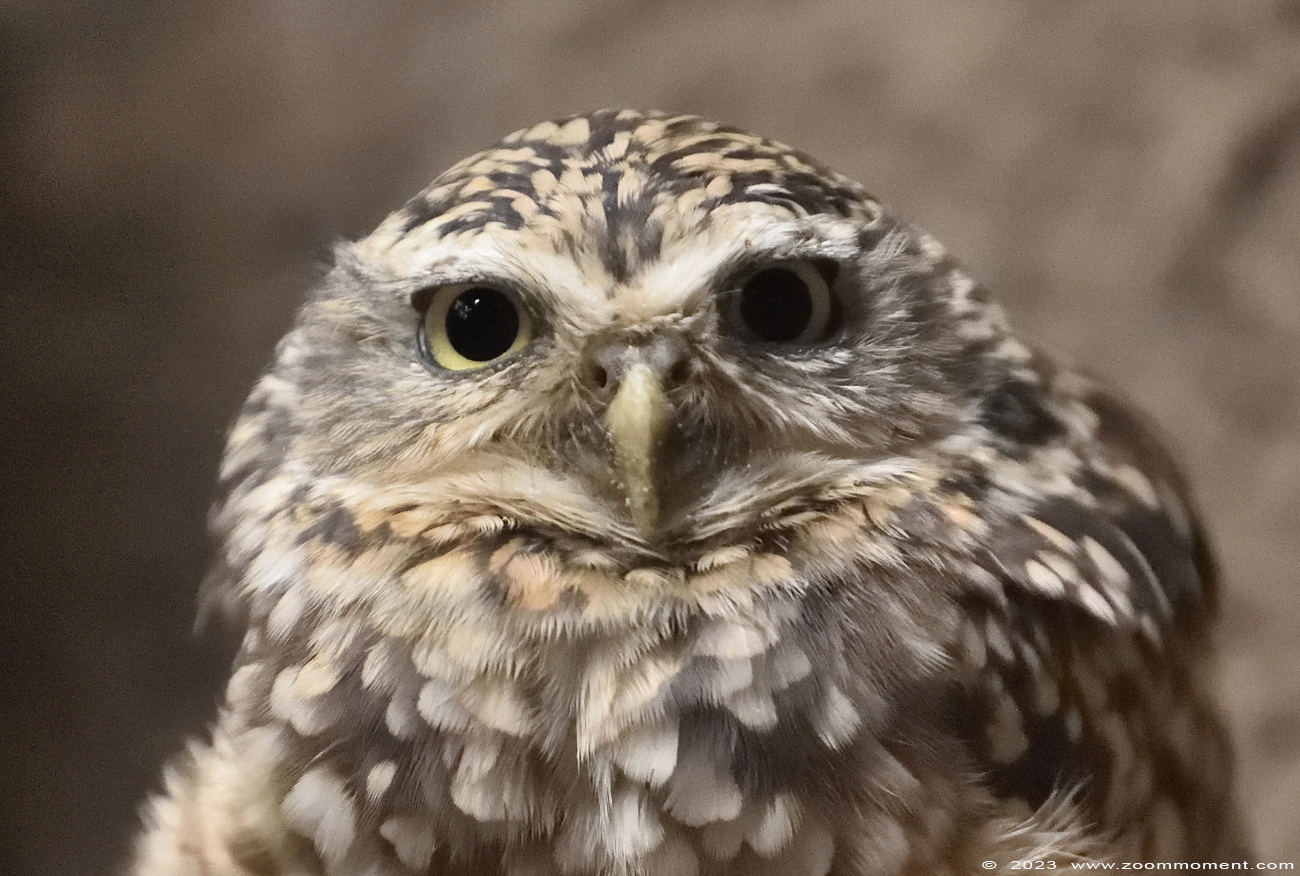 konijnuiltje ( Athene cunicularia ) burrowing owl
Trefwoorden: Wonderwereld Ter Apel Nederland konijnuiltje Athene cunicularia burrowing owl