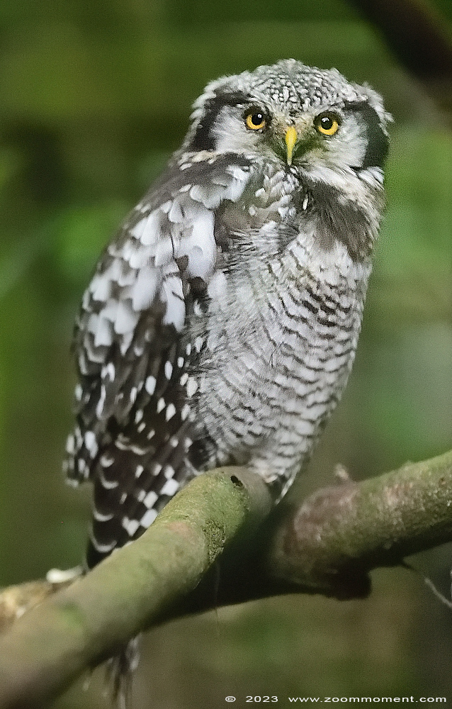 sperweruil ( Surnia ulula ulula ) northern hawk owl Sperbereule
Trefwoorden: Wonderwereld Ter Apel Nederland Sperweruil Surnia ulula ulula northern hawk owl Sperbereule