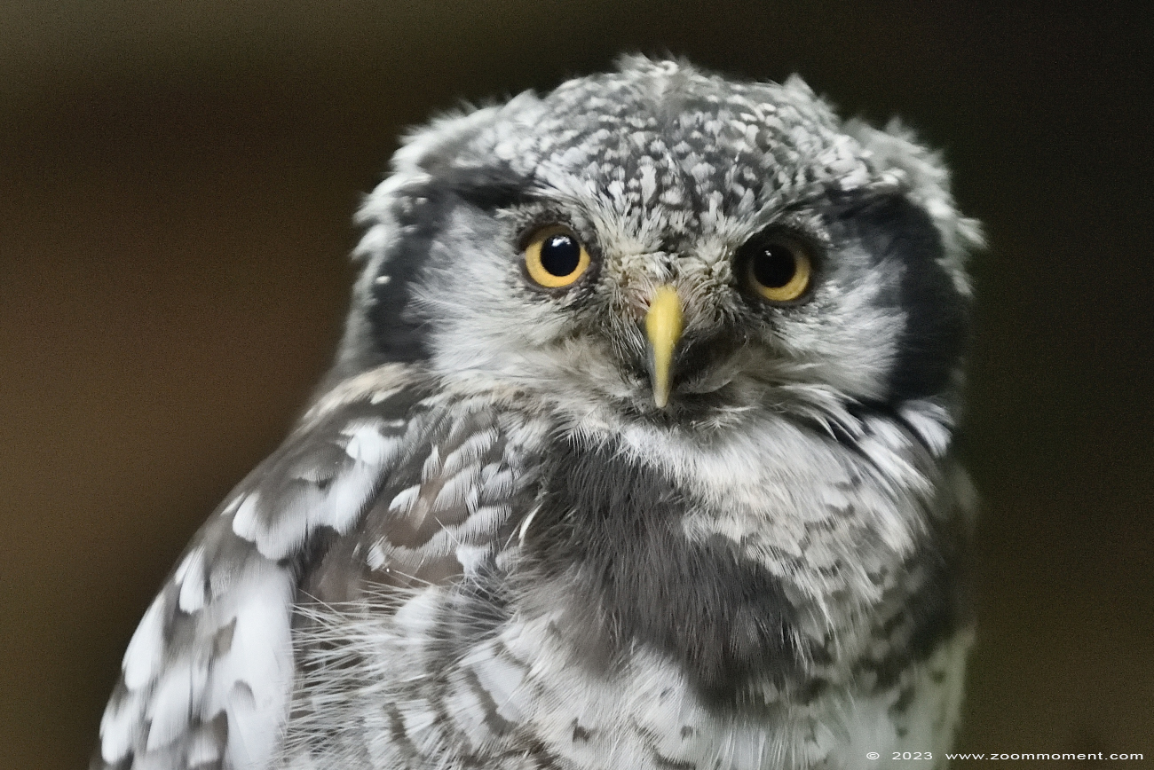 sperweruil ( Surnia ulula ulula ) northern hawk owl Sperbereule
Trefwoorden: Wonderwereld Ter Apel Nederland Sperweruil Surnia ulula ulula northern hawk owl Sperbereule