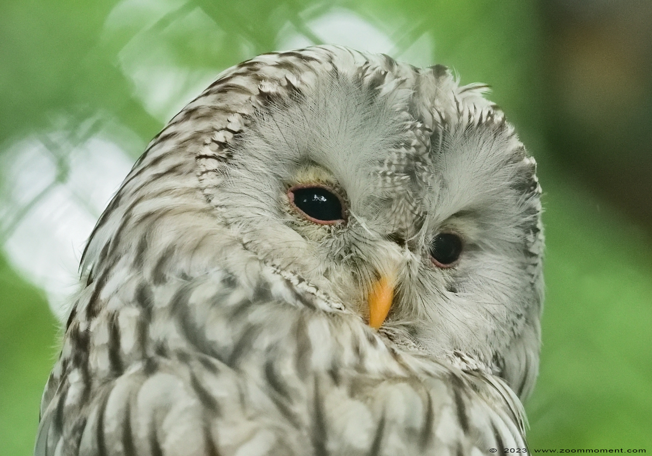 oeraluil ( Strix uralensis ) ural owl
Trefwoorden: Wonderwereld Ter Apel Nederland oeraluil Strix uralensis ural owl