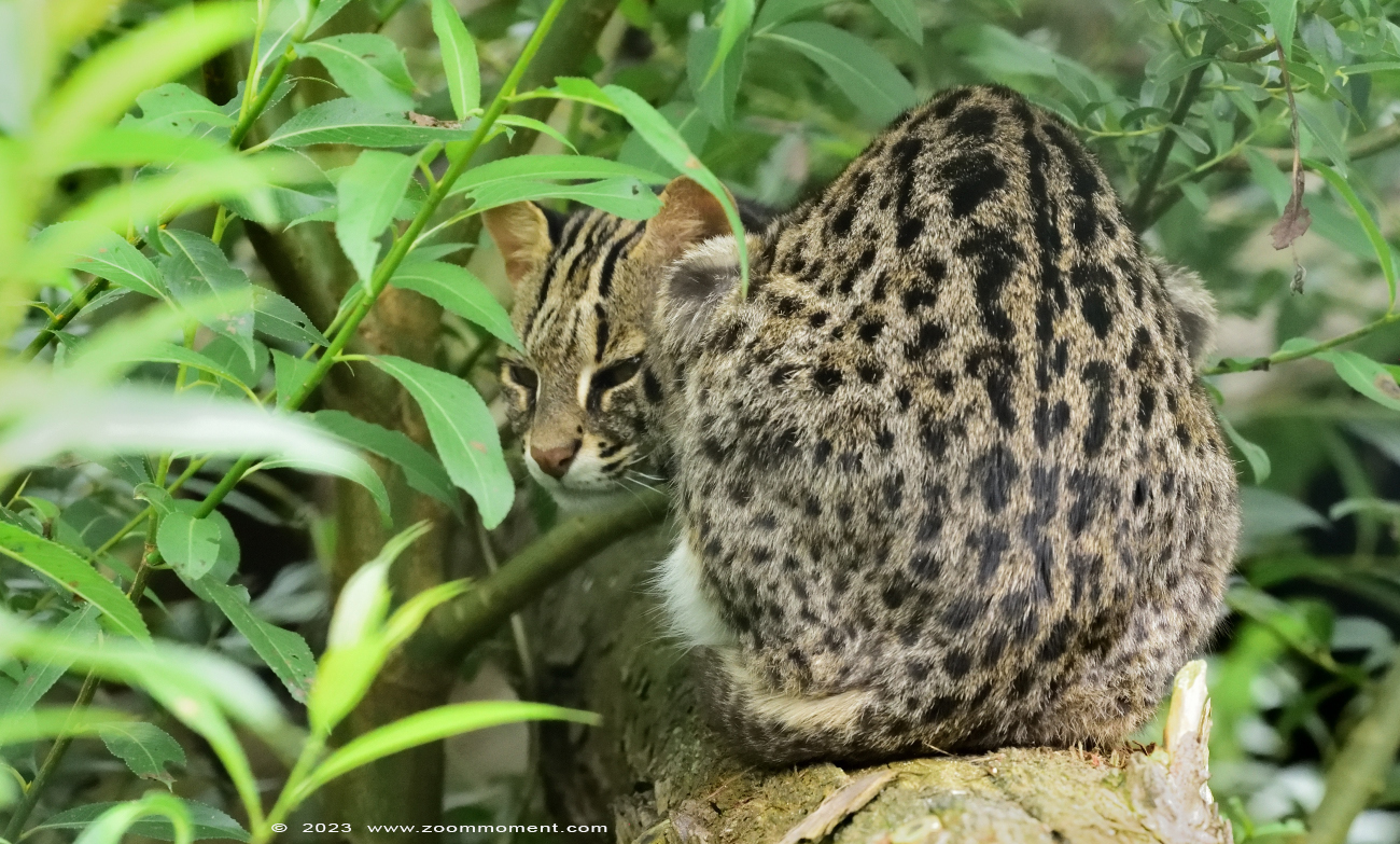Bengaalse tijgerkat ( Prionailurus bengalensis ) leopard cat
Trefwoorden: Wonderwereld Ter Apel Nederland Bengaalse tijgerkat Prionailurus bengalensis leopard cat