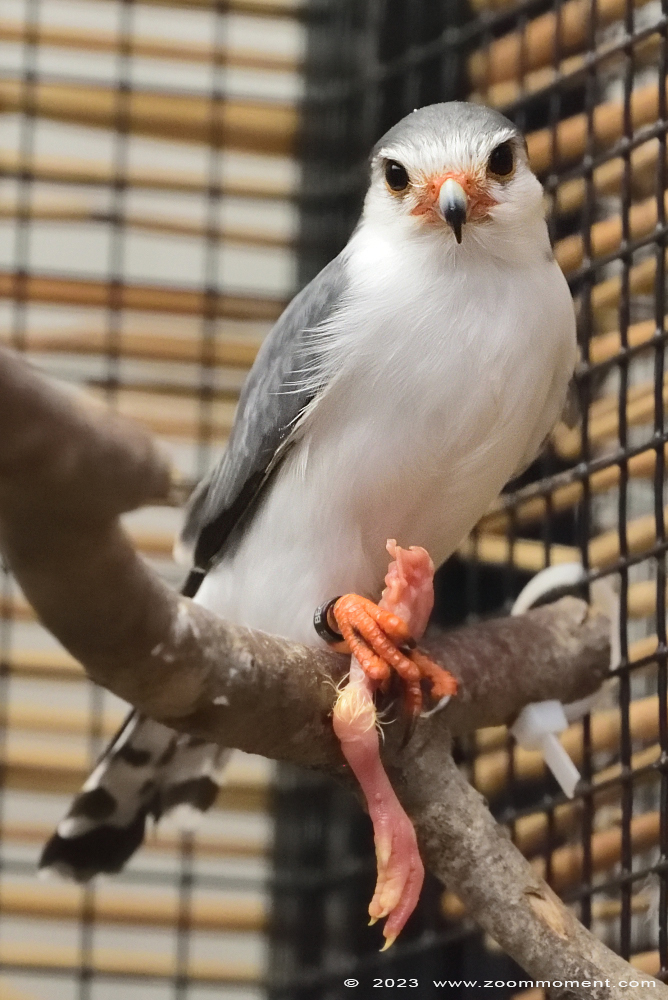 Afrikaanse dwergvalk ( Polihierax semitorquatus ) African pygmy falcon
Trefwoorden: Wonderwereld Ter Apel Nederland Afrikaanse dwergvalk Polihierax semitorquatus African pygmy falcon