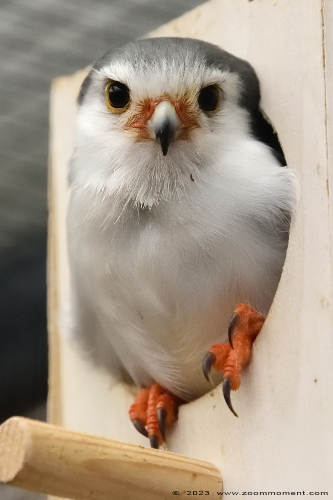 Afrikaanse dwergvalk ( Polihierax semitorquatus ) African pygmy falcon
Trefwoorden: Wonderwereld Ter Apel Nederland Afrikaanse dwergvalk Polihierax semitorquatus African pygmy falcon