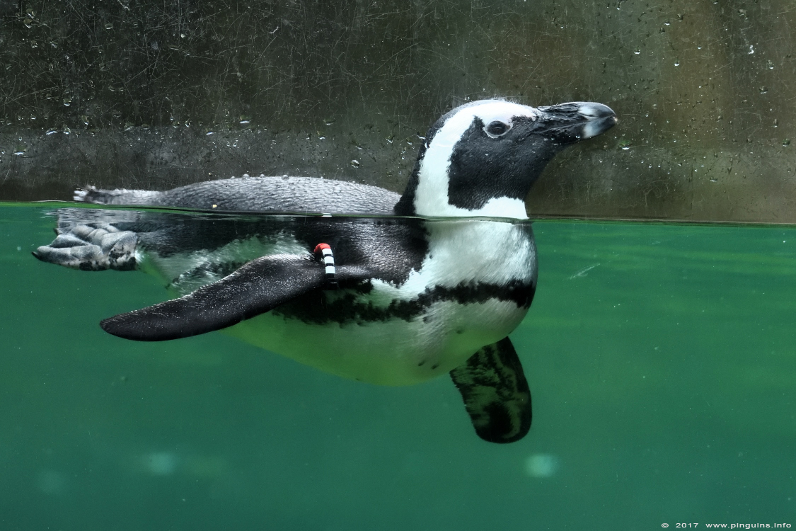 Afrikaanse pinguin of zwartvoetpinguïn ( Spheniscus demersus ) African penguin
Trefwoorden: Wuppertal zoo Afrikaanse pinguin zwartvoetpinguin Spheniscus demersus African penguin