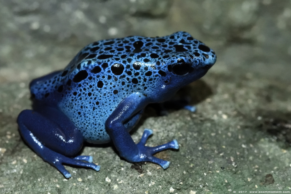 blauwe pijlgifkikker ( Dendrobates tinctonus azureus ) blue poison dart frog
Trefwoorden: Wuppertal zoo blauwe pijlgifkikker Dendrobates tinctonus azureus blue poison dart frog