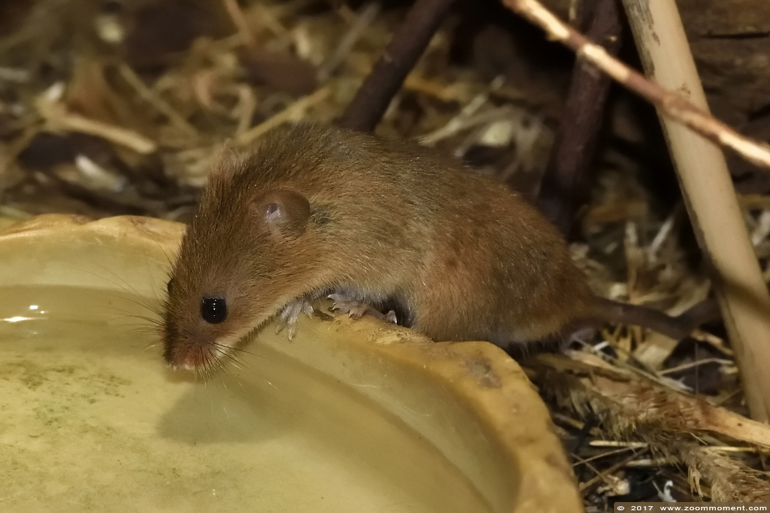 dwergmuis  ( Micromys minutus ) harvest mouse
Trefwoorden: Wuppertal zoo dwergmuis Micromys minutus harvest mouse