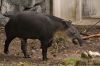 DSC_1730_Wuppertal17_tapirc.jpg