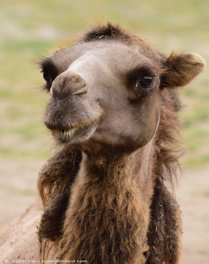 kameel ( Camelus bactrianus ) Bactrian camel
Trefwoorden: Ziezoo Volkel Nederland kameel Camelus bactrianus Bactrian camel