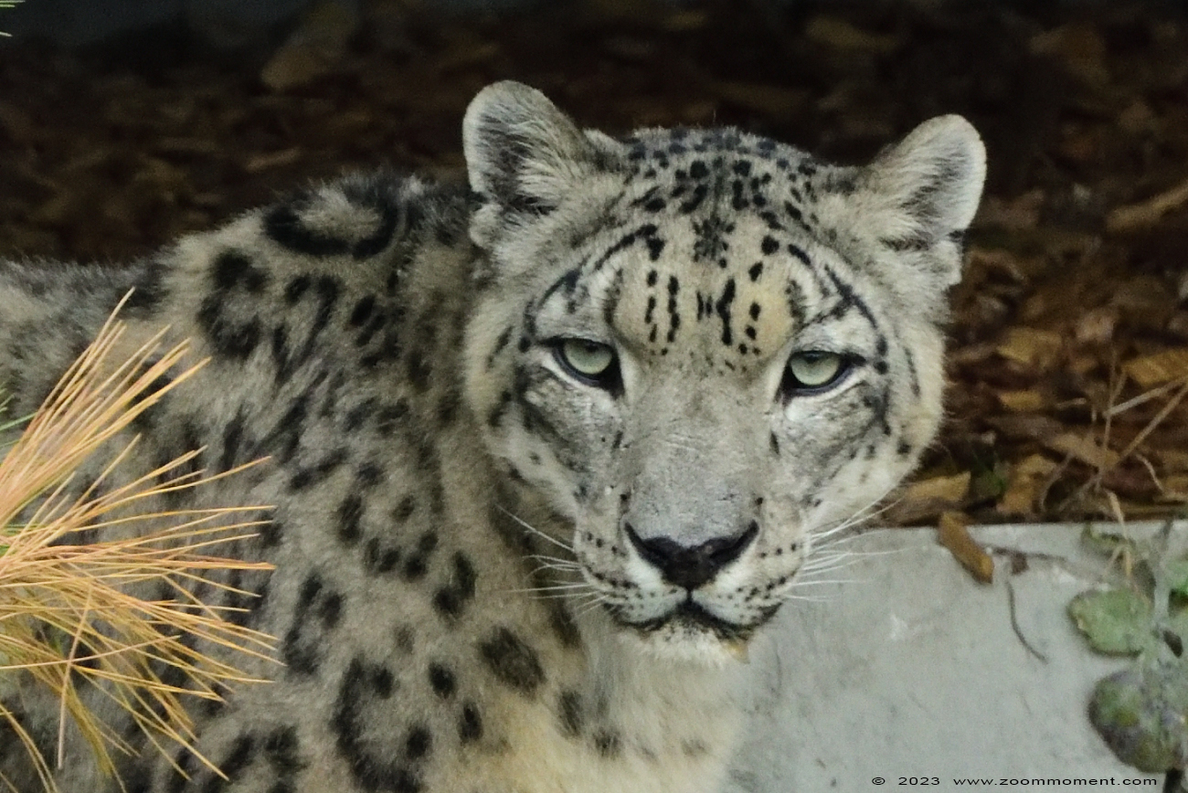 sneeuwluipaard of sneeuwpanter ( Uncia uncia ) snow leopard
Trefwoorden: Ziezoo Volkel Nederland sneeuwluipaard sneeuwpanter Uncia uncia snow leopard