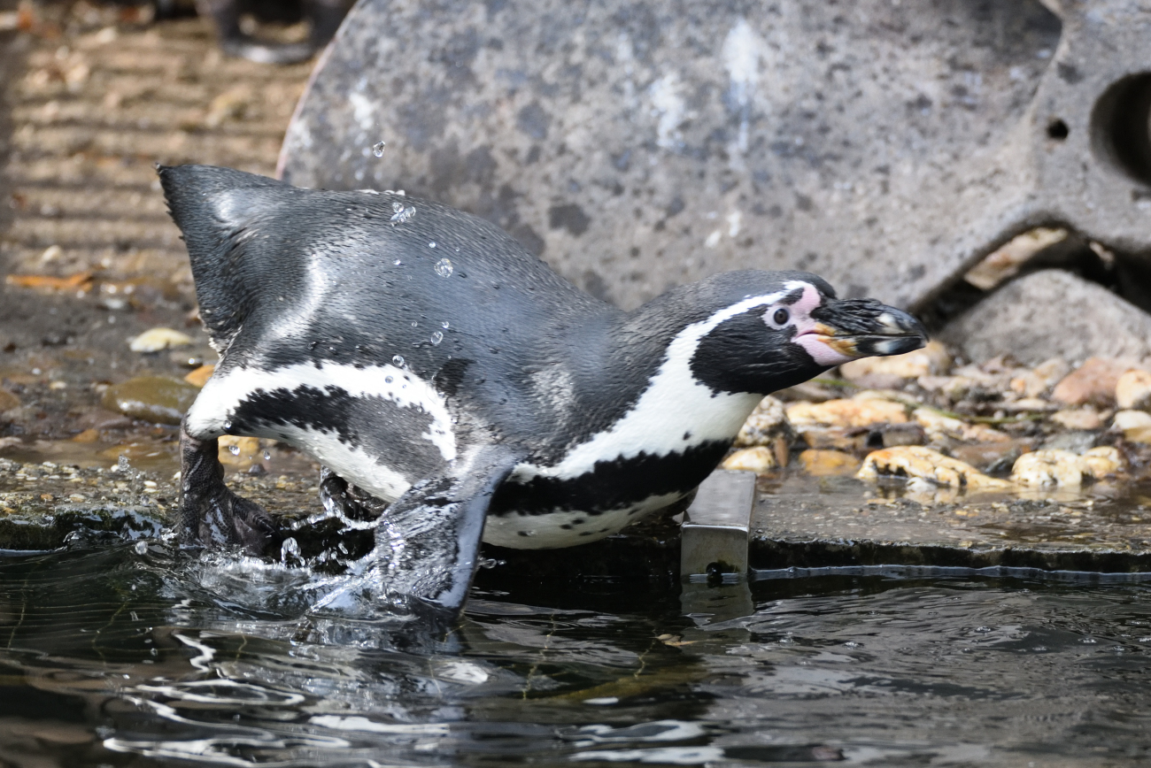 humboldtpinguïn ( Spheniscus humboldti ) humboldt penguin 
Trefwoorden: Ziezoo Volkel Nederland humboldtpinguïn Spheniscus humboldti humboldt penguin