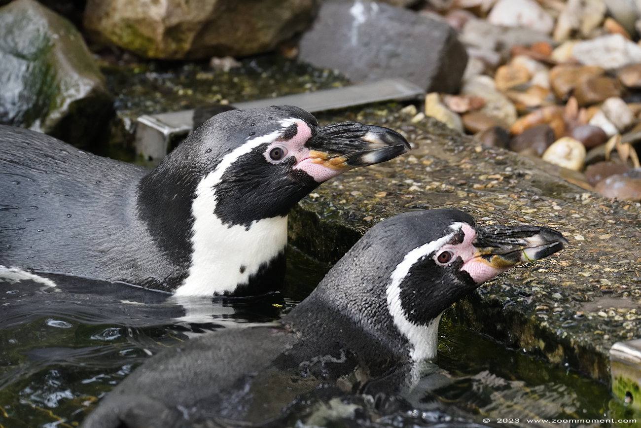 humboldtpinguïn ( Spheniscus humboldti ) humboldt penguin 
Paraules clau: Ziezoo Volkel Nederland humboldtpinguïn Spheniscus humboldti humboldt penguin