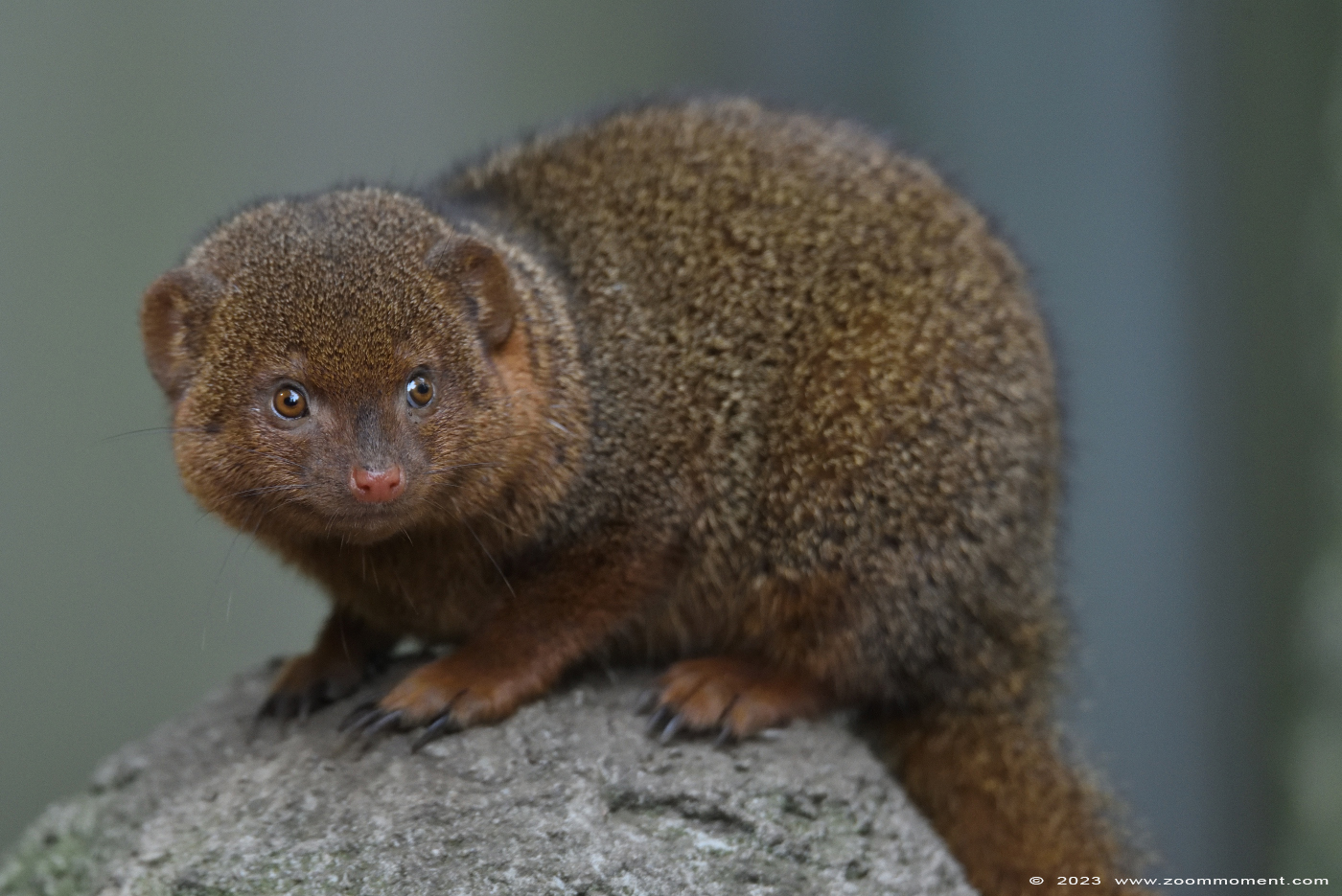 dwergmangoest ( Helogale parvula )  common dwarf mongoose
Trefwoorden: Ziezoo Volkel Nederland dwergmangoest Helogale parvula dwarf mongoose