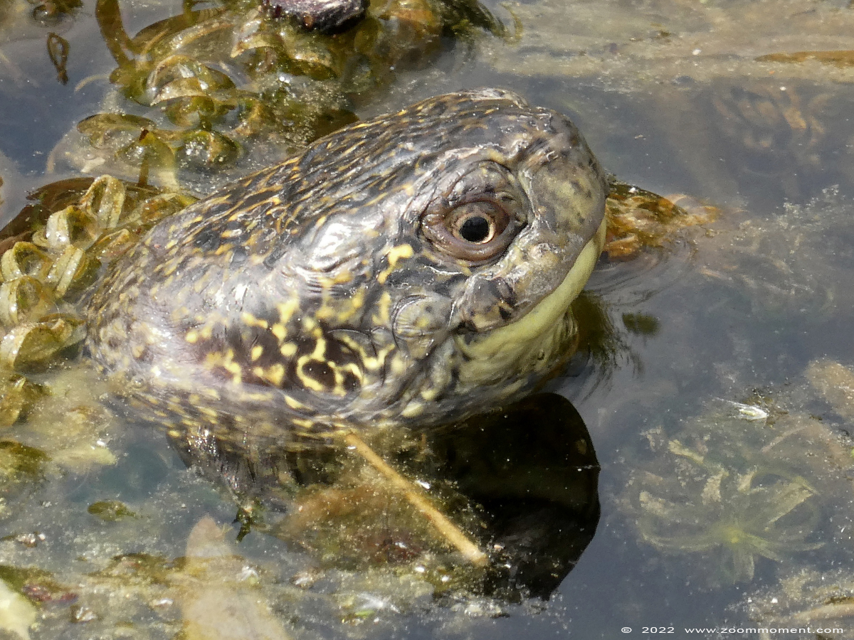 Europese moerasschildpad ( Emys orbicularis ) European pond turtle
Ключови думи: Ziezoo Volkel Nederland Europese moerasschildpad Emys orbicularis European pond turtle