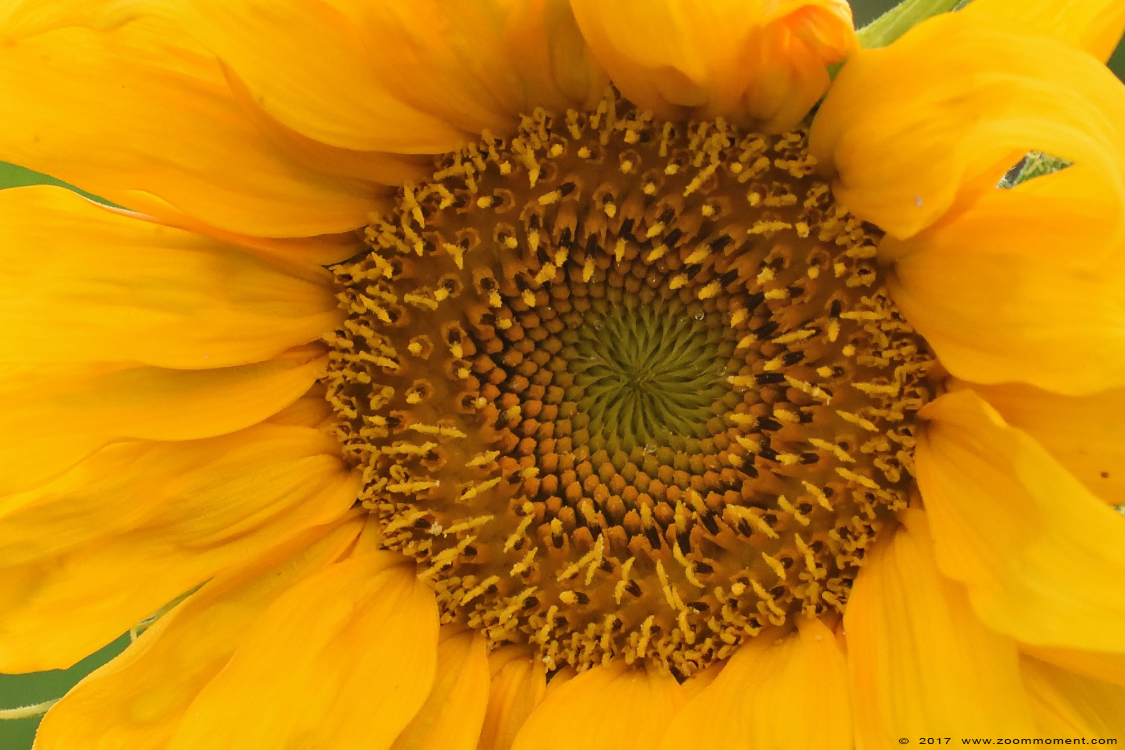zonnebloem sunflower
Trefwoorden: Ziezoo Volkel Nederland zonnebloem sunflower