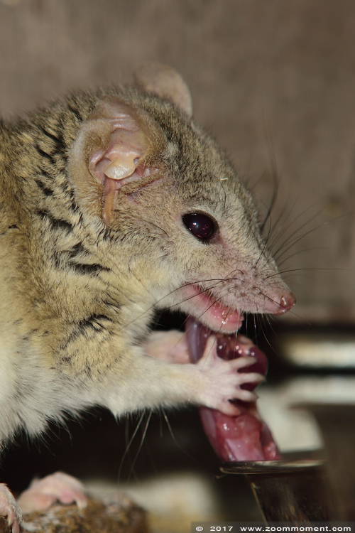 kowari  ( Dasyuroides byrnei  ) brush tailed marsupial rat
Słowa kluczowe: Ziezoo Volkel Nederland kowari  Dasyuroides byrnei  brush tailed marsupial rat