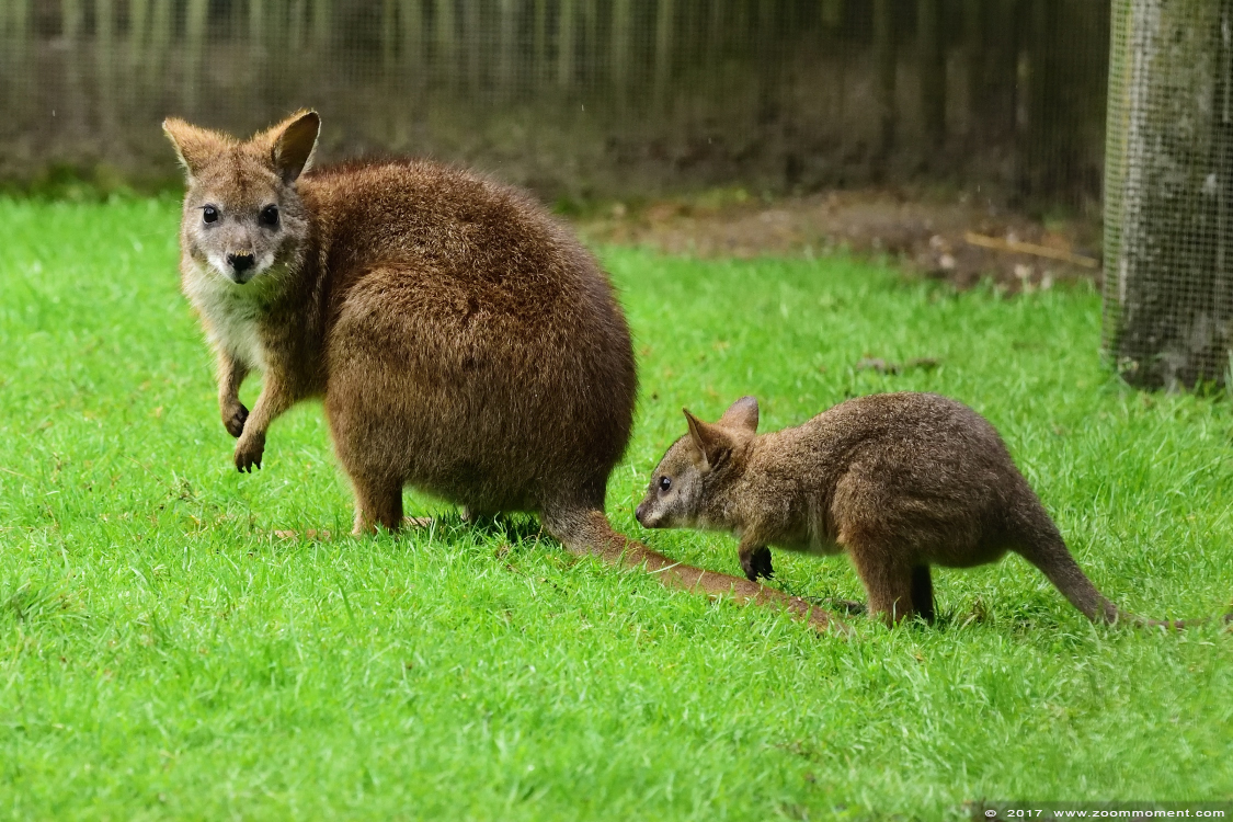 parma wallaby  ( Macropus parma ) 
Palabras clave: Ziezoo Volkel Nederland parma wallaby  Macropus parma  