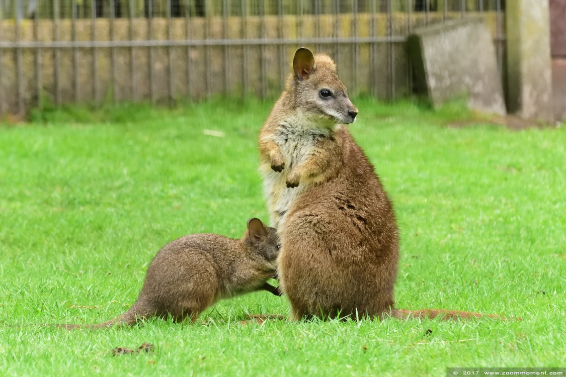 parma wallaby  ( Macropus parma ) 
Ключови думи: Ziezoo Volkel Nederland parma wallaby  Macropus parma  