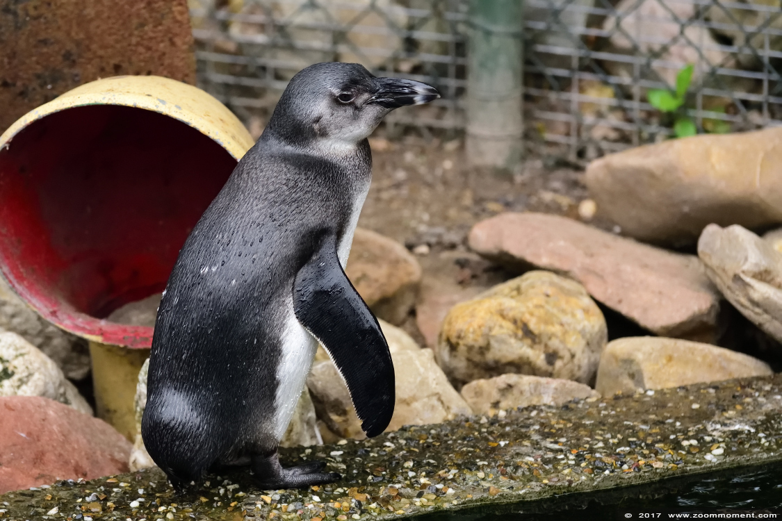 Afrikaanse pinguin of zwartvoetpinguïn ( Spheniscus demersus ) African penguin
Trefwoorden: Ziezoo Volkel Nederland Afrikaanse pinguin Spheniscus demersus penguin