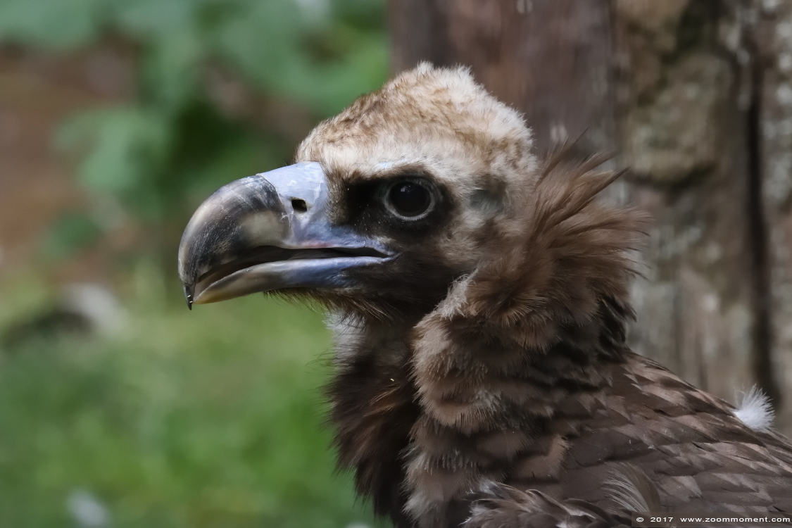 monniksgier  ( Aegypius monachus ) cinereous vulture or black vulture
Trefwoorden: Ziezoo Volkel Nederland monniksgier   Aegypius monachus  cinereous vulture black vulture
