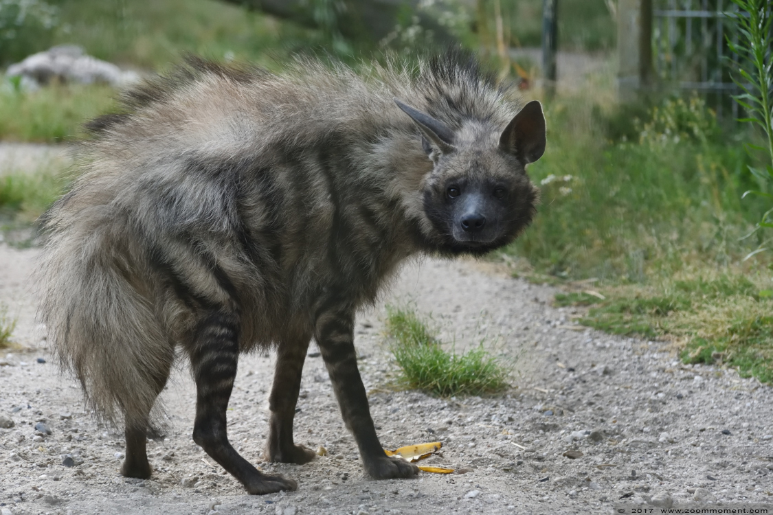 gestreepte hyena  ( Hyaena hyaena dubbah )  striped hyena
キーワード: Ziezoo Volkel Nederland gestreepte hyena Hyaena hyaena dubbah striped hyena