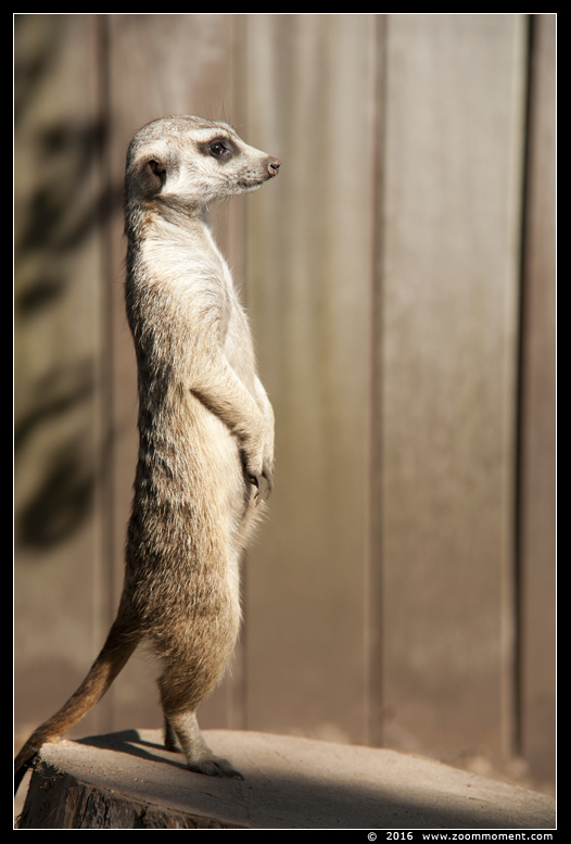 stokstaartje of aardmannetje ( Suricata suricatta )  meerkat or suricate
Trefwoorden: Ziezoo Volkel Nederland  stokstaartje aardmannetje Suricata suricatta meerkat suricate