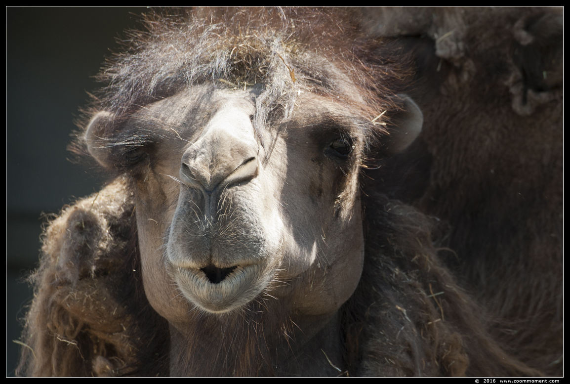 kameel  ( Camelus bactrianus )  Bactrian camel 
Trefwoorden: Ziezoo Volkel Nederland kameel  Camelus bactrianus Bactrian camel 
