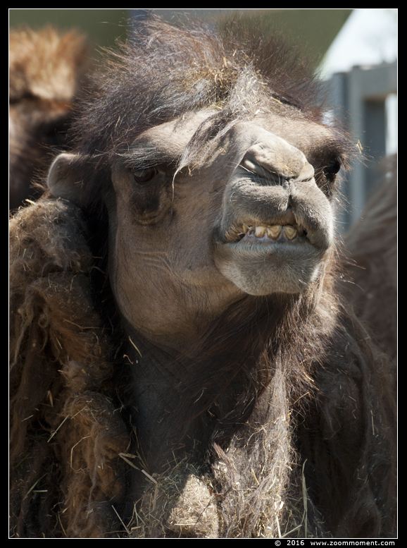 kameel  ( Camelus bactrianus )  Bactrian camel 
Trefwoorden: Ziezoo Volkel Nederland kameel  Camelus bactrianus Bactrian camel 