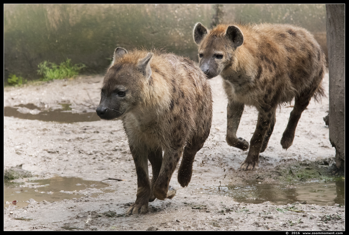 gevlekte hyena   ( Crocuta crocuta )  spotted hyena
Trefwoorden: Ziezoo Volkel Nederland gevlekte hyena  Crocuta crocuta  spotted hyena