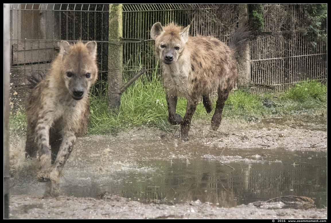 gevlekte hyena   ( Crocuta crocuta )  spotted hyena
Trefwoorden: Ziezoo Volkel Nederland gevlekte hyena  Crocuta crocuta  spotted hyena