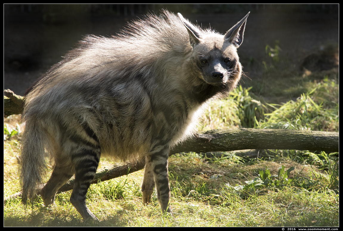 gestreepte hyena  ( Hyaena hyaena dubbah )  striped hyena
Trefwoorden: Ziezoo Volkel Nederland gestreepte hyena Hyaena hyaena dubbah striped hyena