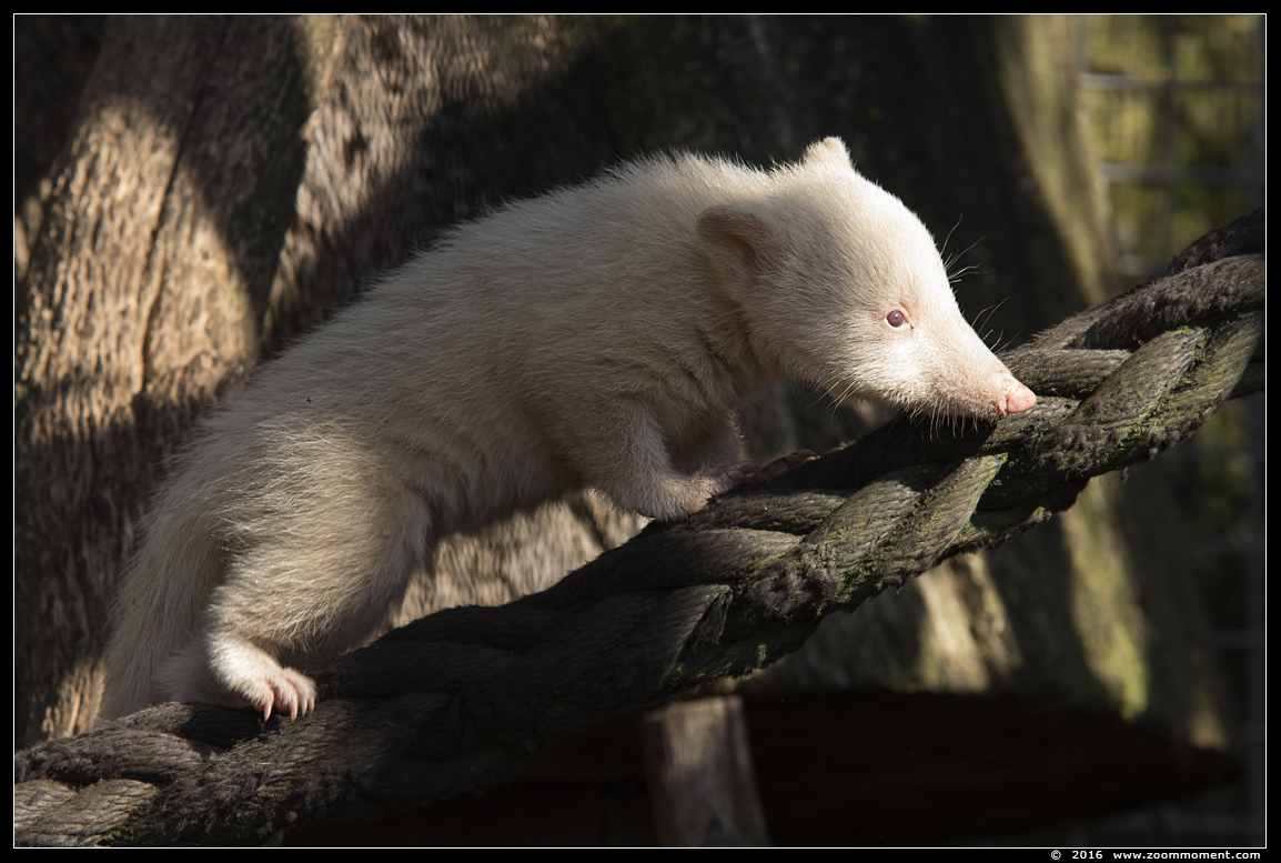 rode neusbeer albino ( Nasua nasua ) South American coati
Trefwoorden: Ziezoo Volkel Nederland neusbeer  Nasua nasua  South american coati albino