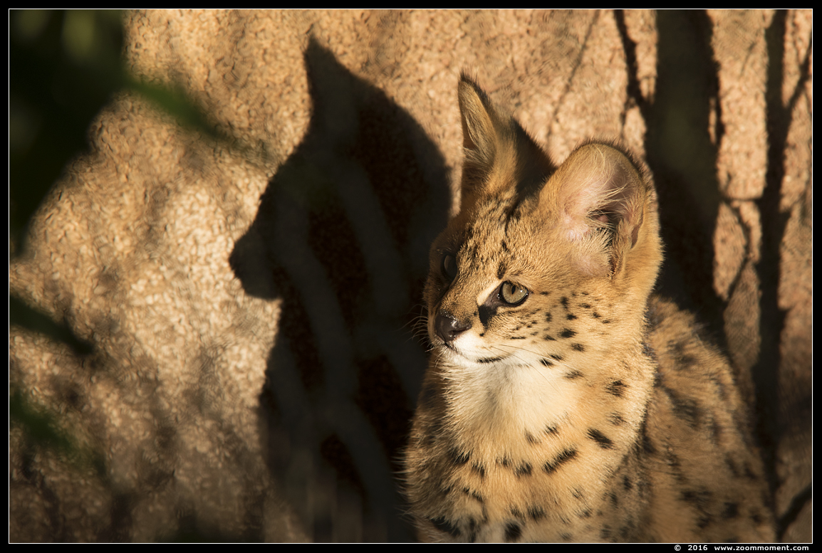 serval ( Leptailurus serval )  Felis serval
Trefwoorden: Ziezoo Volkel Nederland serval Leptailurus serval  Felis serval