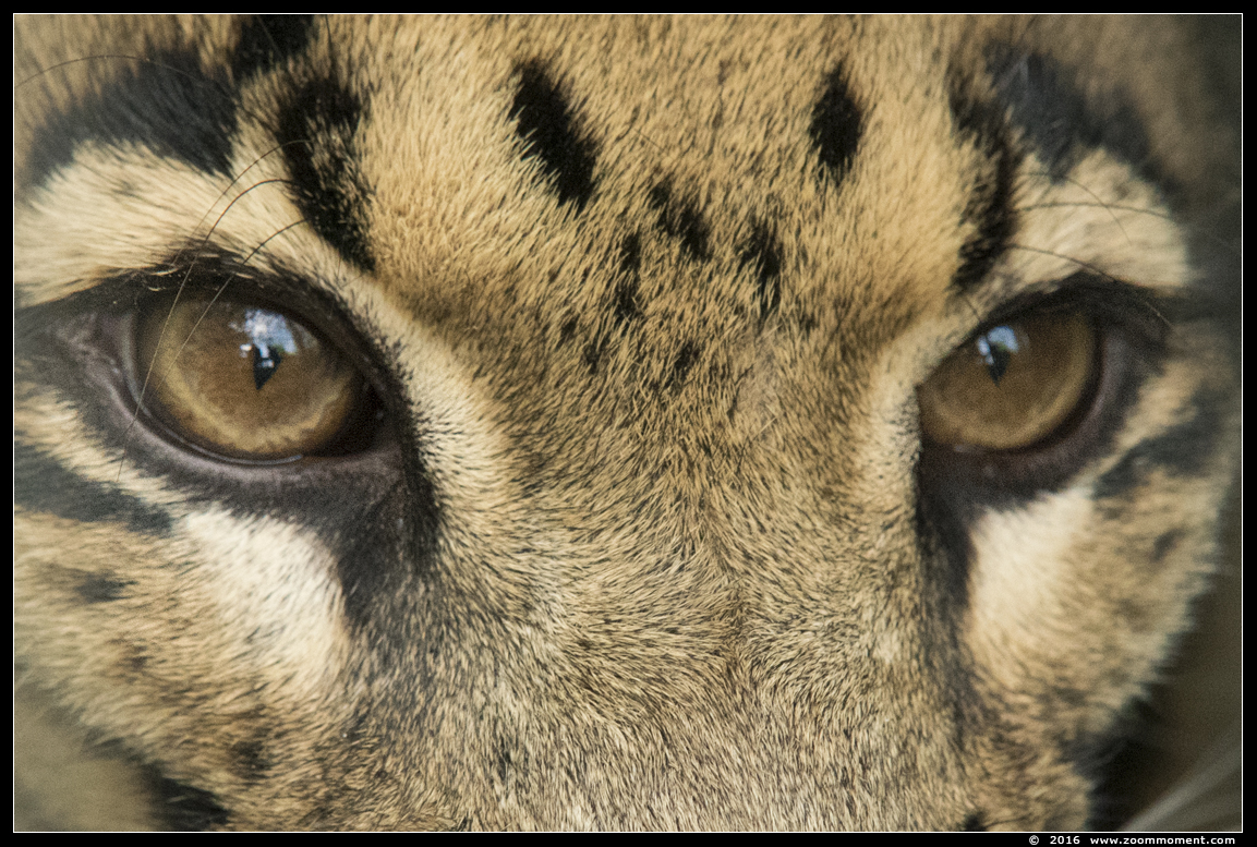 Indo china nevelpanter ( Neofelis nebulosa nebulosa ) clouded leopard
Trefwoorden: Ziezoo Volkel Nederland indochina nevelpanter Neofelis nebulosa nebulosa  clouded leopard