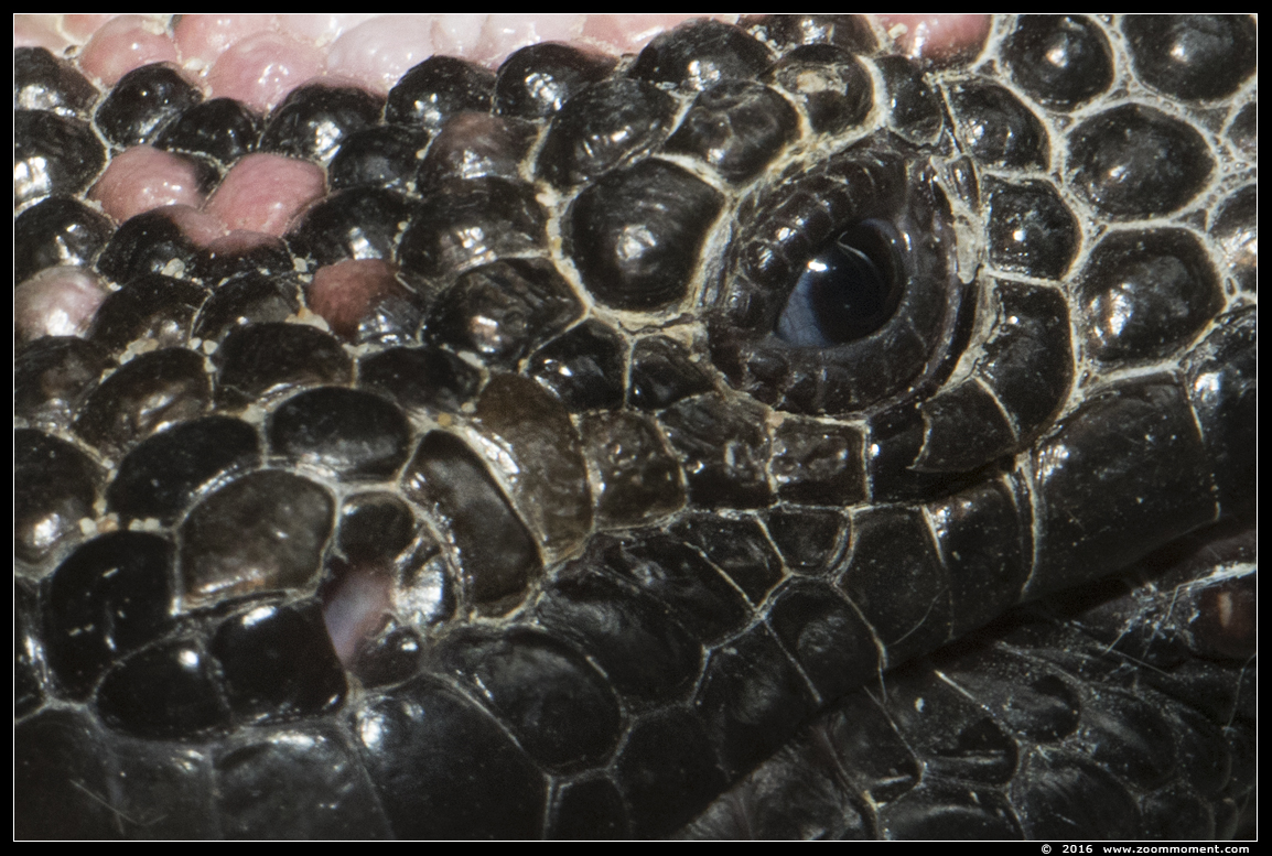 gilamonster ( Heloderma suspectum )
Palabras clave: Ziezoo Volkel Nederland gilamonster Heloderma suspectum