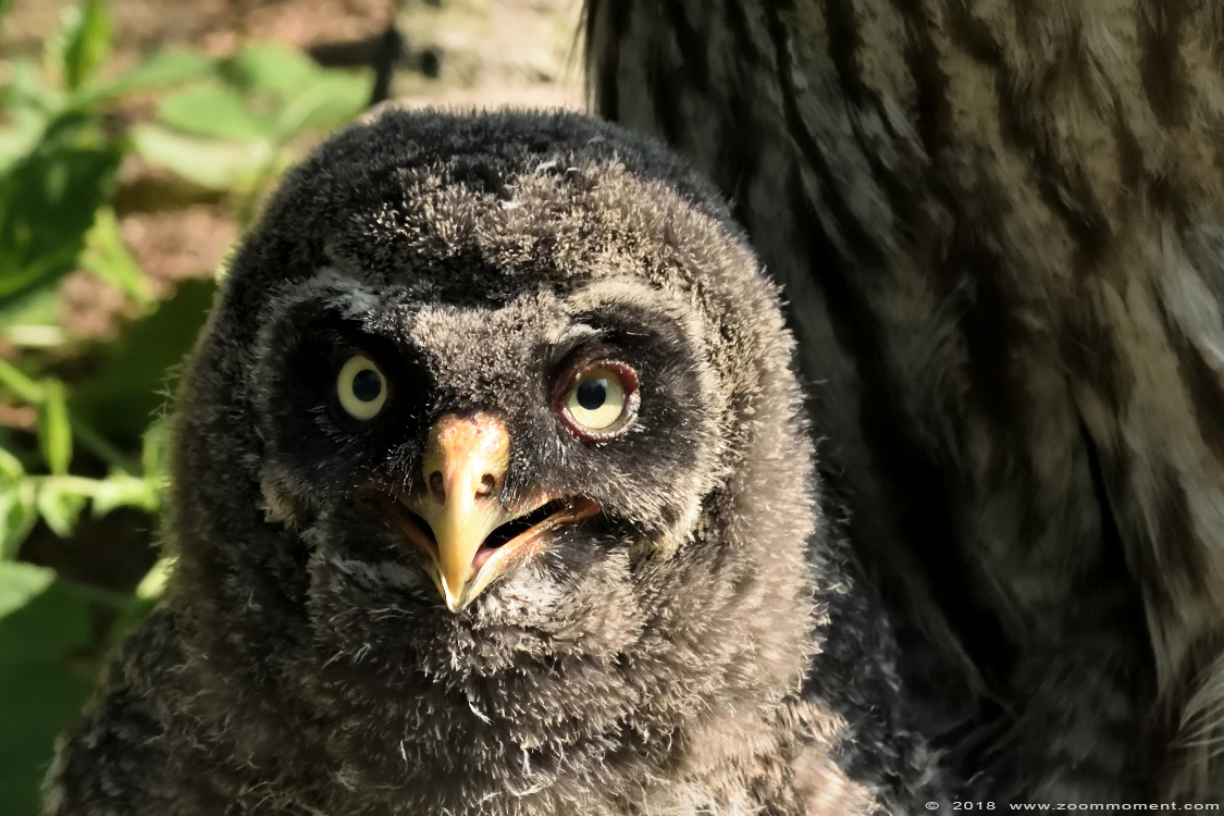 laplanduil  ( Strix nebulosa ) great grey owl
Trefwoorden: Ziezoo Volkel Nederland laplanduil Strix nebulosa great grey owl takkeling