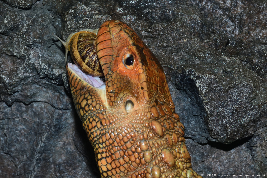 kaaimanteju ( Dracaena guianensis ) Northern caiman lizard
Trefwoorden: Ziezoo Volkel Nederland kaaimanteju Dracaena guianensis Northern caiman lizard