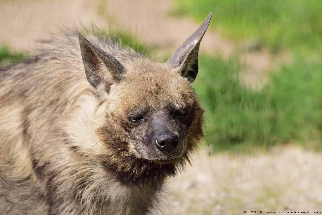 gestreepte hyena  ( Hyaena hyaena dubbah )  striped hyena
Trefwoorden: Ziezoo Volkel Nederland gestreepte hyena Hyaena hyaena striped hyena