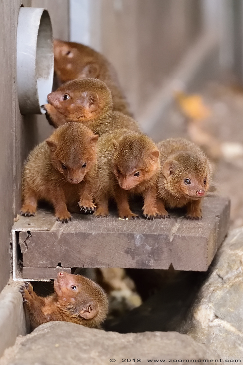dwergmangoest ( Helogale parvula )  common dwarf mongoose
Klíčová slova: Ziezoo Volkel Nederland dwergmangoest Helogale parvula  dwarf mongoose