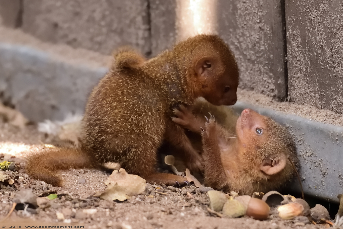 dwergmangoest ( Helogale parvula )  common dwarf mongoose
Trefwoorden: Ziezoo Volkel Nederland dwergmangoest Helogale parvula  dwarf mongoose