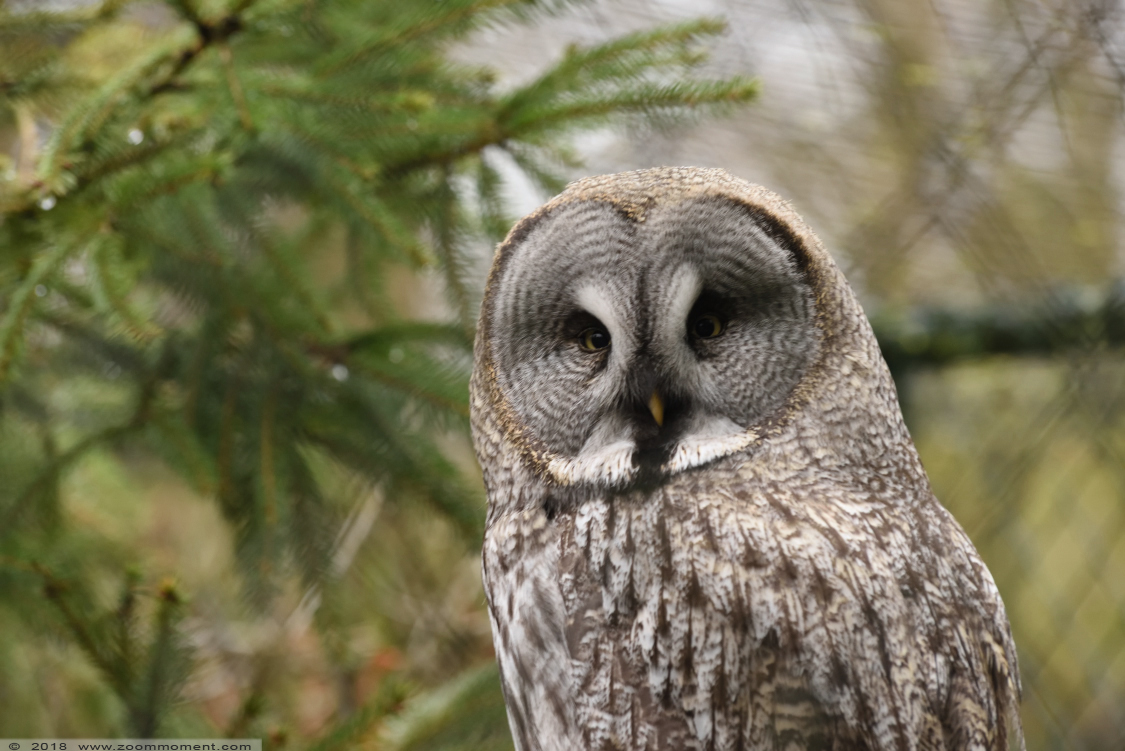 laplanduil  ( Strix nebulosa ) great grey owl
Trefwoorden: Ziezoo Volkel Nederland laplanduil Strix nebulosa great grey owl